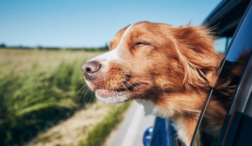 dog road trip