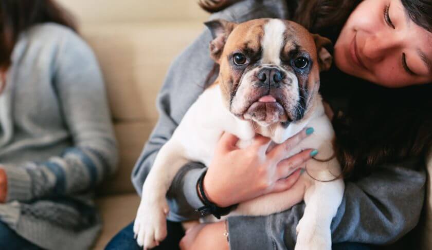 Is Pet Insurance Really Worth It? Your 101 Guide